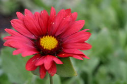 Gaillarde, Gaillardia Lubera
