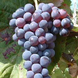 Blue Dream, raisins bleus, lubera