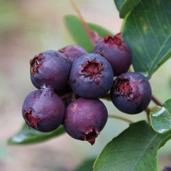 Acheter en ligne des amelanchier alnifolia 