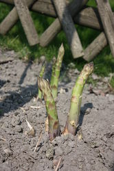 Asperges vertes Lubera&reg; VerteVite&reg;, acheter des asperges