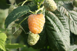 Framboises jaunes