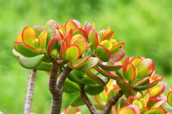 Crassula ovata, Geldbaum, Lubera