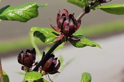 arbre aux an&eacute;mones kaufen, Nelkenpfeffer (Calycanthus floridus)
