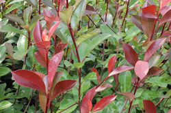 Haie de photinia Lubera Photinia fraseri Red Robin