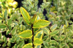 Ligusterhecke kaufen Lubera