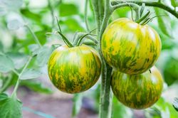 Tomates vertes Green Zebra, tomates vertes, LUBERA
