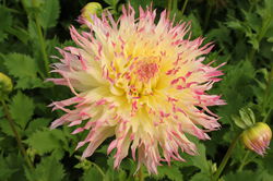 Acheter un dahlia fimbriata, Lubera