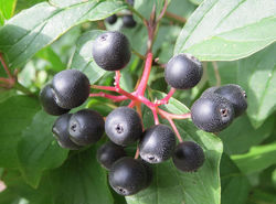 Acheter un cornouiller jardinerie Lubera