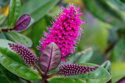 Hebe Strauchveronika Lubera