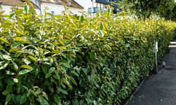 Arbustes pour haies, achetez une haie brise-vue