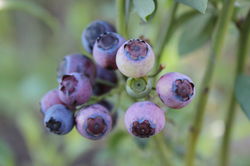 Acheter des myrtilliers, Myrtille Rubel