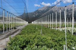 Cultiver des myrtilliers parcelle d’essais Lubera