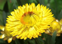Photo de strawflowers en pot &agrave; acheter