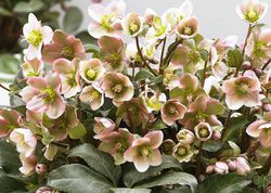Hell&eacute;bores, Helleborus ericsmithii Angel Glow Lubera