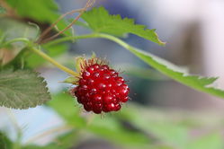 Rubus spectabilis Lubera 