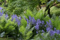 Jacinthe d'Espagne bleue (Hyacinthoides hispanica bleue) Lubera
