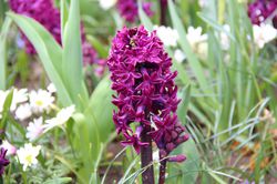 Acheter des jacinthes Woodstock (Hyacinthus Woodstock boutique Lubera