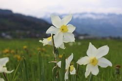 Prairie de narcisses, Narcissus, narcisse, bulbe de fleurs, floraison précoce