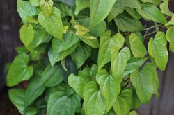 Yam, Yampflanze, Gem&uuml;sepflanze, Lubera, Dioscorea, Yamwurzel