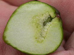 figuier unif&egrave;re &eacute;t&eacute; Lubera