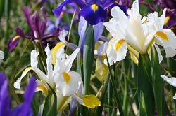 Holl&auml;ndische Schwertlilien Iris hollandica Lubera Shop
