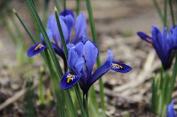 Iris nain Harmony, Iris reticulata Harmony Lubera