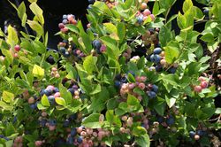 cheter des arbustes &agrave; petits fruits Jardinerie en ligne Lubera