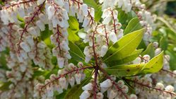 Japanische Lavendelheide Pieris japonica Lubera