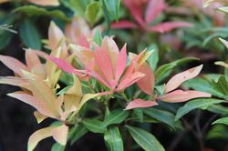 Japanische Lavendelheide Pieris japonica Lubera