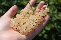 Groseille blanche Ribest Glasperle Lubera, Ribes rubrum, Groseilles blanches