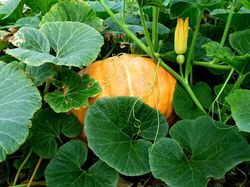 Plants de courge Lubera