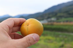 Fruit du kaki Early Fuyu dans la main, kaki japonais