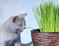 Chat mangeant de l