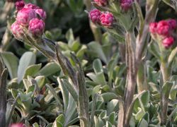 Pied de Chat, Antennaria, Lubera