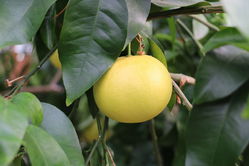 Pomelo, pamplemousse Lubera
