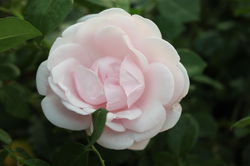 Acheter un rosier tige New Dawn boutique Lubera 