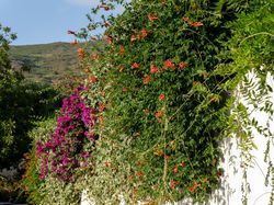 Acheter des plantes grimpantes