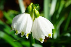 Acheter des niv&eacute;oles Leucojum chez Lubera