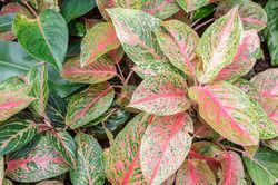 Aglaonema, luftreinigende Zimmerpflanzen