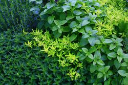 Quelles sont les plantes aromatiques qui s'associent ?
