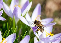 crocus botaniques