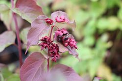 Sch&ouml;ne Leycesterie Purple Rain, Leycesteria formosa, karamellbeere kaufen