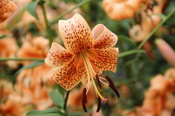 Lys tigr&eacute;, Lilium lancifolium