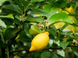 Citronnier Lubera, acheter un citronnier