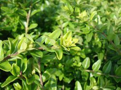 Lonicera Bodendecker, Lubera