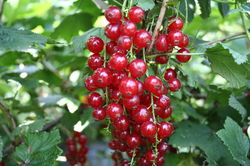 Acheter des groseilles &agrave; grappes Lubera Jardinerie en Ligne