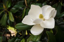 photo Magnolia &agrave; fleurs blanches acheter