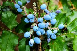 Beeren der Mahonie Lubera