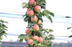 Arbres fruitiers colonnaires Jardinerie Lubera