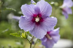 Hollyhock Mallow pixabay
